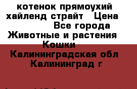 котенок прямоухий  хайленд страйт › Цена ­ 10 000 - Все города Животные и растения » Кошки   . Калининградская обл.,Калининград г.